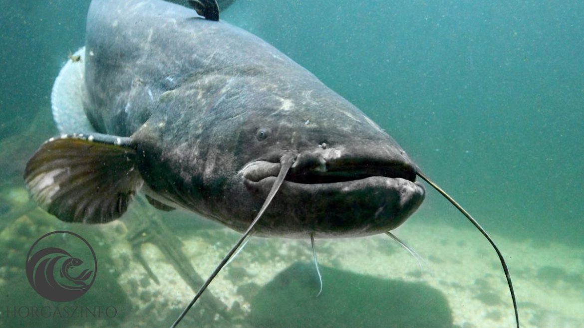 harcsa silurus glavis