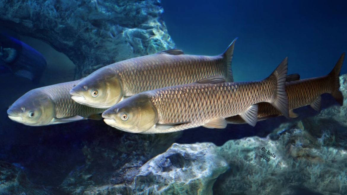 amur tilalom bevezetésre került 2025-től